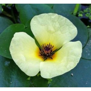 ウォーターポピー(ミズゲナシ) ◆黄色の花が咲き...の商品画像