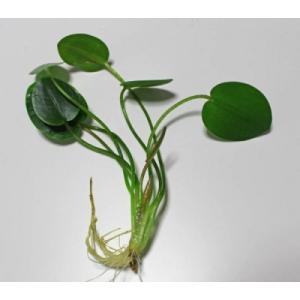 ウォーターポピー(ミズゲナシ) ◆黄色の花が咲...の詳細画像1