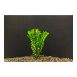 フサモ（5本）国産無農薬 ◆羽のような繊細な葉が美しい◆