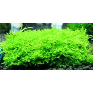 ミクロソリウム　トライデントミニ　大株3セット ミクロソリウム・トライデント ミニ (3株) ◇超希少種 大きくならない