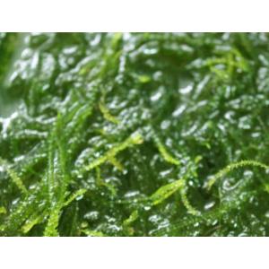 ウィーピングモス(3×3cm)◆ライトグリーンが...の商品画像