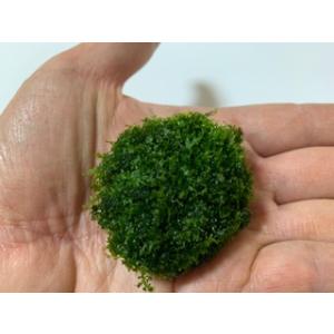 プレミアムグリーンモス(石付タイプ)無農薬 ◆...の詳細画像1