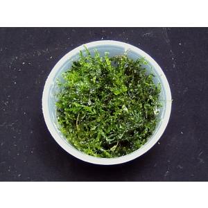 ウィローモス(1カップ)国産無農薬 ◆流木活着の...の商品画像