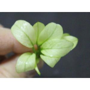 アヌビアス　ナナ “ミルキー”（１株）◆小さくて白く 可愛らしい。丈夫◆