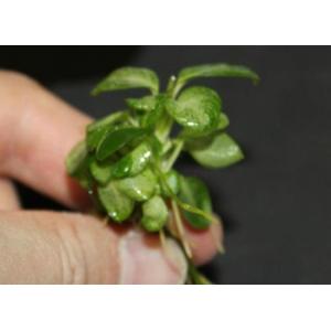 アヌビアス・スターダスト（1株）無農薬 ◆葉脈部が白くなる小型のアヌビアス◆