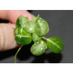 アヌビアス・スターダスト(1株)無農薬 ◆葉脈...の詳細画像1