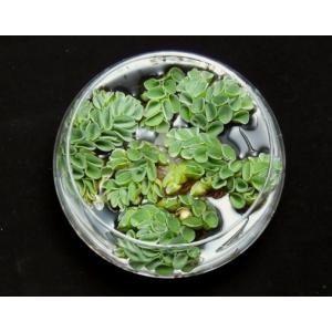 ミクロソリウム・トライデント ミニ (3株) ◇超希少種 大きくならない