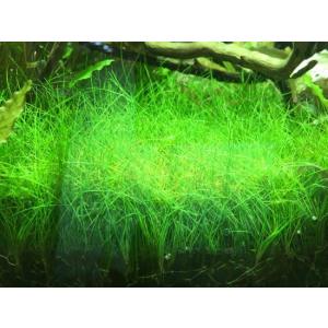 ショートヘアーグラス 1束(直径1cm)国産無農...の商品画像