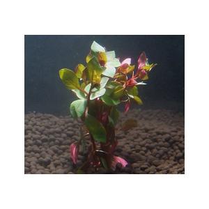 ルドウィジアspスーパーレッド（５本）水上葉　国産無農薬　◆深紅の水草◆