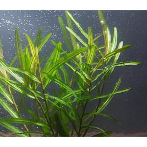 センニンモ(5本)国産無農薬 ◆独特の形が美しい◆の商品画像