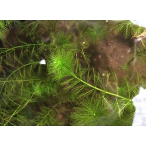 ミリオフィラム エラティノイデス（５本）繊細な羽状葉