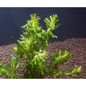 クロモ(5本)国産無農薬 ◆メダカにマッチ◆の詳細画像2