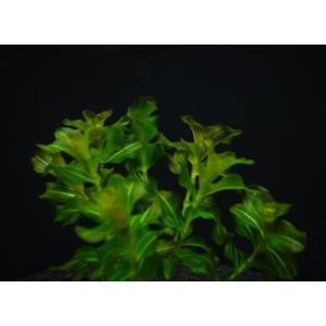 ヒロハノエビモ 5本 無農薬 ◆独特の色彩と葉...の詳細画像1