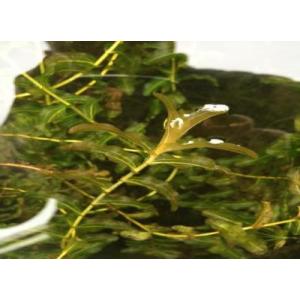 ヒロハノエビモ 5本 無農薬 ◆独特の色彩と葉...の詳細画像2