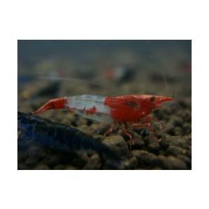 レッドチェリーシュリンプ 飼育セットの商品一覧 通販 Yahoo ショッピング