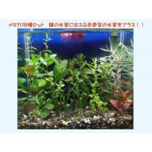 メダカやテトラ向け小型水槽18種　簡単育成水草セット（赤色豊富タイプ）無農薬 ◆緑色の水草に赤色が映える◆