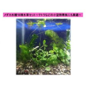 メダカやテトラ向け小型水槽18種　簡単育成水草セット（緑色セレクト）無農薬 ◆綺麗な緑色の水草をセレクト◆