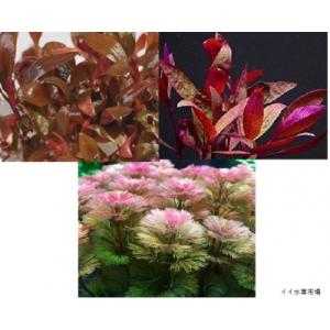 赤系水草セット アルテルナンテラレインキーミニ、レッドグラス、カモンバレッド ◆水槽のワンポイントに...