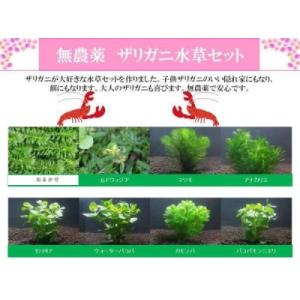 ザリガニ水草セット 無農薬　◆繁殖・隠れ家にも◆