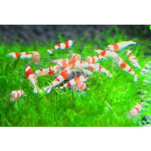 レッドビーシュリンプ繁殖飼育完全セット（ＡＳグレード10匹、水草、繁殖促進液）