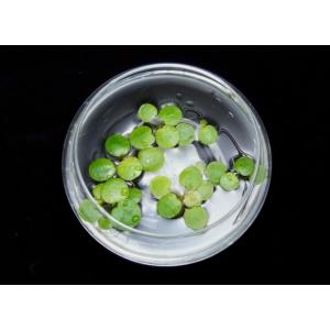 アマゾン・フロッグピット　（5株） 国産無農薬　◆緑色の丸葉がカワイイ浮草◆