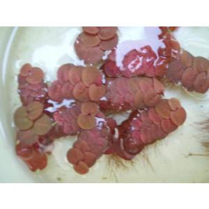 フィランサス　フルイタンス（5株）国産無農薬　◆赤い根がキレイ◆