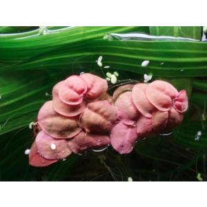 フィランサス フルイタンス(5株)国産無農薬 ...の詳細画像1