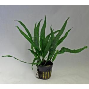 ミクロソリウム・トライデント ミニ (3株) ◇超希少種 大きくならない