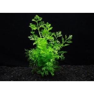 ベトナム・スプライト（３株） 無農薬　繊細な葉を蜜に多く分岐させるシダ