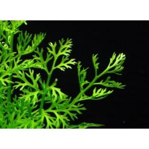 ベトナム・スプライト(3株) 無農薬 ◆繊細な...の詳細画像1