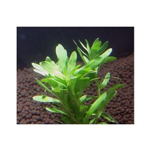 ヘテランテラ(5本)水上葉 国産無農薬 ◆ライ...の詳細画像2