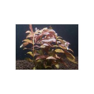 ロザエネルビスの商品一覧 通販 Yahoo ショッピング