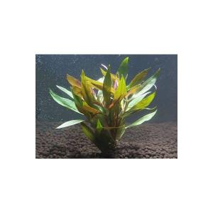 アルテルナンテラレインキー（5本）水上葉 国産無農薬 ◆赤色系丈夫水草◆
