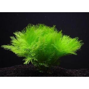 ミクロソリウム・トライデント ミニ (3株) ◇超希少種 大きくならない