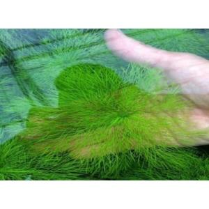 ジャイアントアンブリア(2本)国産無農薬 ◆繊...の詳細画像2