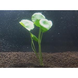 ウォーターマッシュルーム（５本）国産無農薬 ◆キノコのイメージのかわいい◆