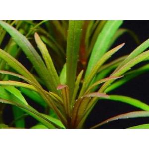 エウステラリスspダッセン(5本)国産無農薬 ...の詳細画像1
