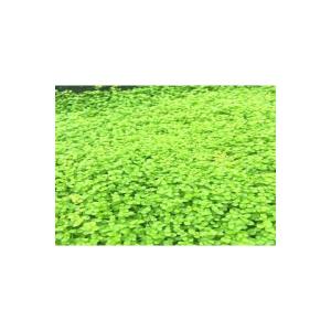 ラージパールグラス(5本)◆ライトグリーンの葉...の詳細画像1