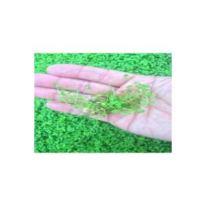 ラージパールグラス(5本)◆ライトグリーンの葉...の詳細画像2