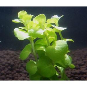 イエローリシマキア(5本)国産無農薬 ◆小さい...の詳細画像1