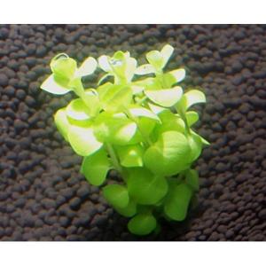 イエローリシマキア(5本)国産無農薬 ◆小さい...の詳細画像2