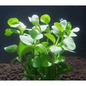 リシマキア(5本)国産無農薬 ◆小さい丸い葉が...の詳細画像1