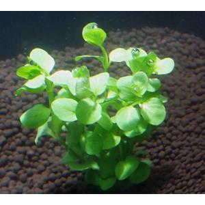 リシマキア(5本)国産無農薬 ◆小さい丸い葉が...の詳細画像2