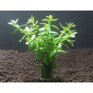 グリーンロタラ（５本）国産無農薬　◆緑のライトグリーンが美しい◆