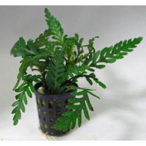 ハイグロフィラ・ピナティフィダ（ピンナティフィダ）無農薬　活着もする丈夫なハイグロフィラ