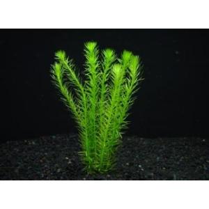 マヤカ（５本) 国産　◆細葉が美しい◆