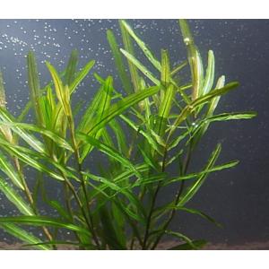 センニンモ(5本)国産無農薬 ◆独特の形が美しい◆の詳細画像1