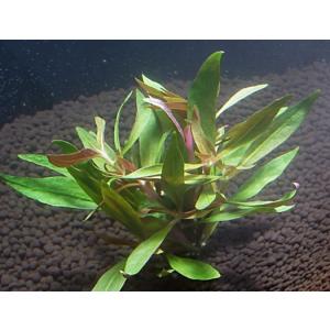 アルテルナンテラレインキー(5本)水上葉 国産...の詳細画像2