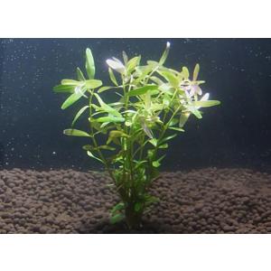 セイロン・ロタラ(5本)国産無農薬 ◆繊細な葉の...の商品画像