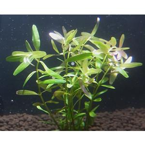 セイロン・ロタラ(5本)国産無農薬 ◆繊細な葉...の詳細画像1